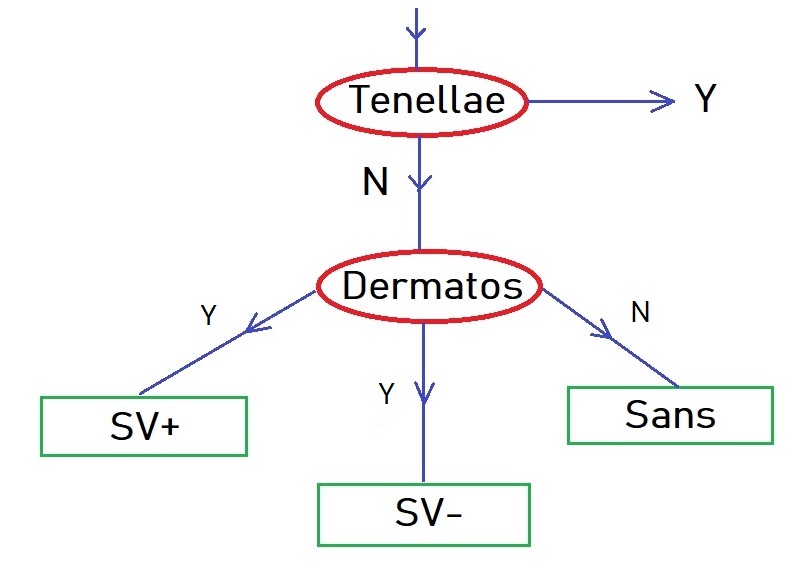 Organigramme