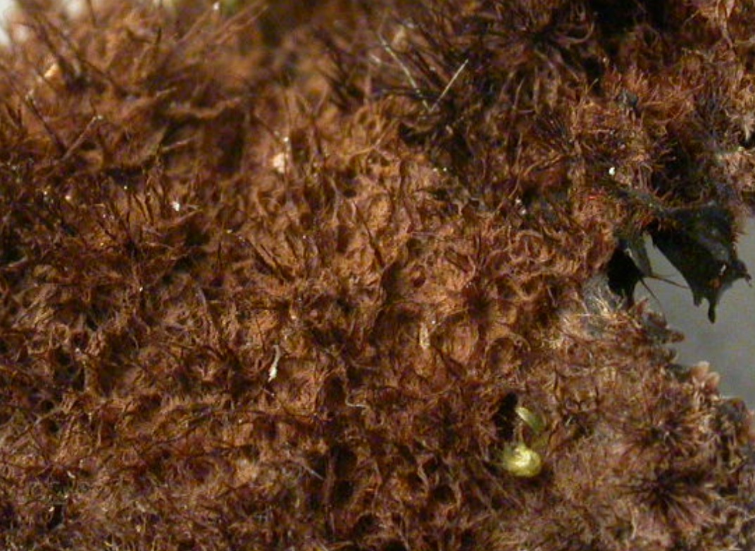 surface abhymniale