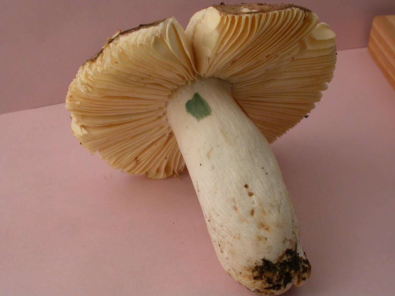 R�colte St Julien 2160 