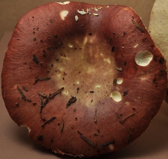 R�colte St Julien 2633 