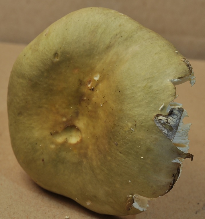 R�colte St Julien 2528 