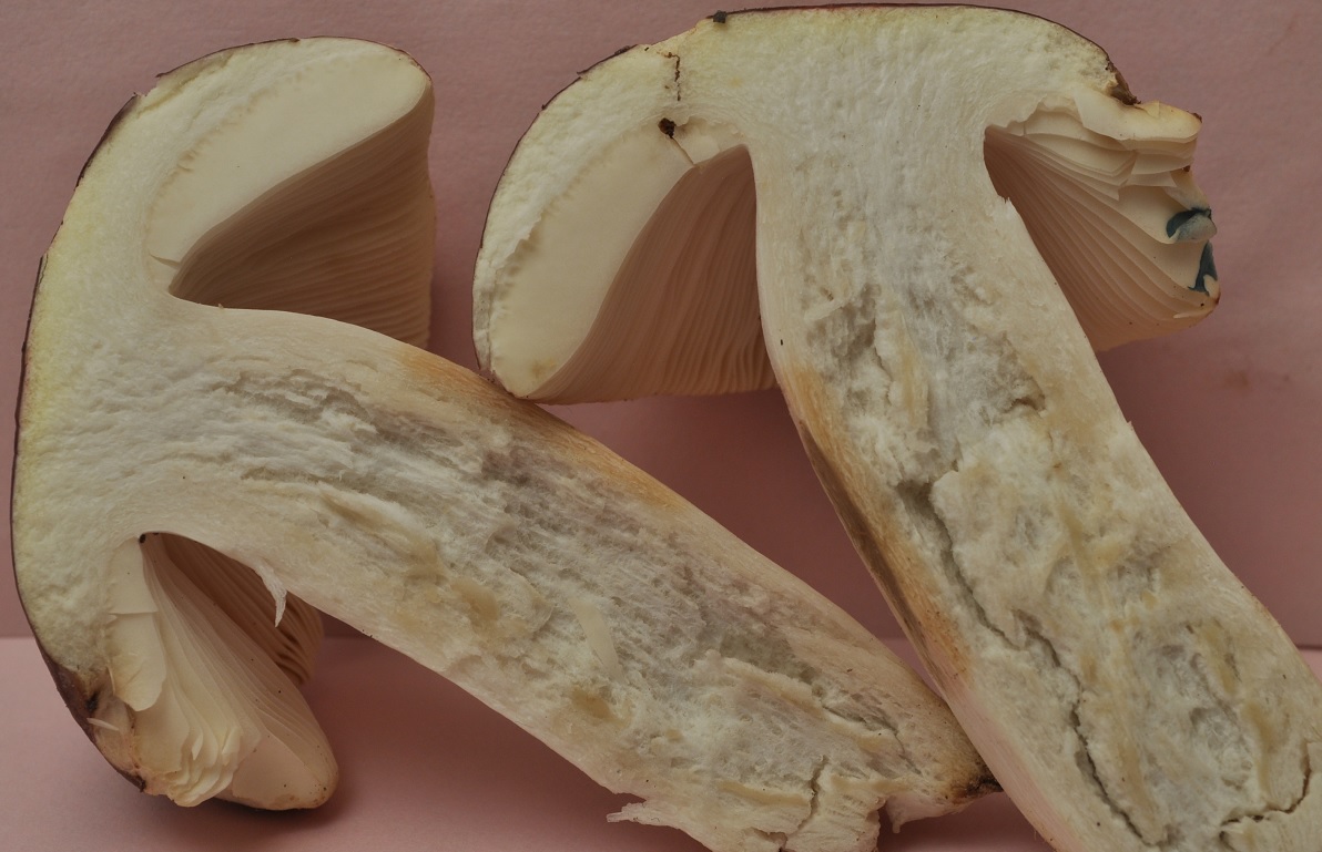 Récolte St Julien 2660