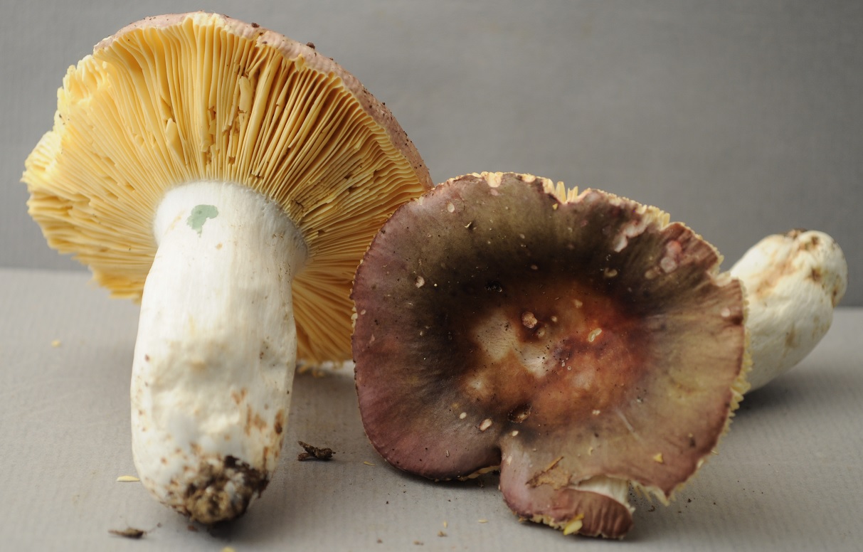 R�colte St Julien 2431 