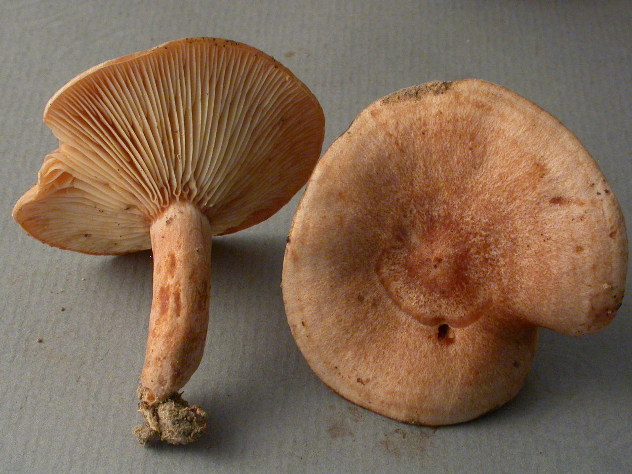 Bois de Roulave
