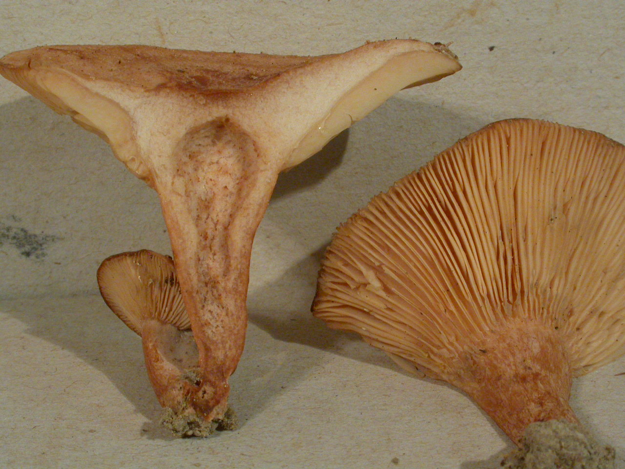 Bois de Roulave