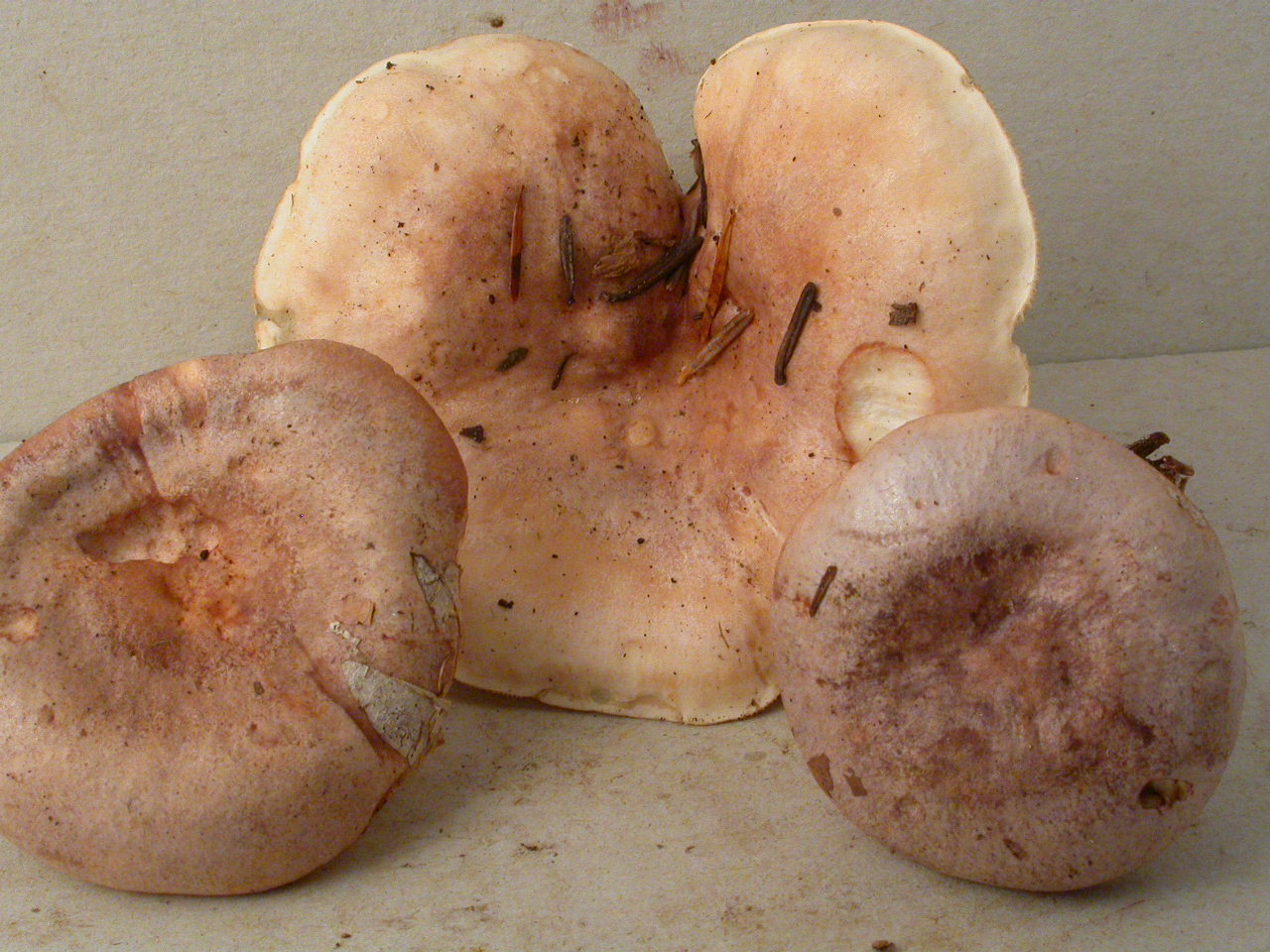 L.trivialis Autrans