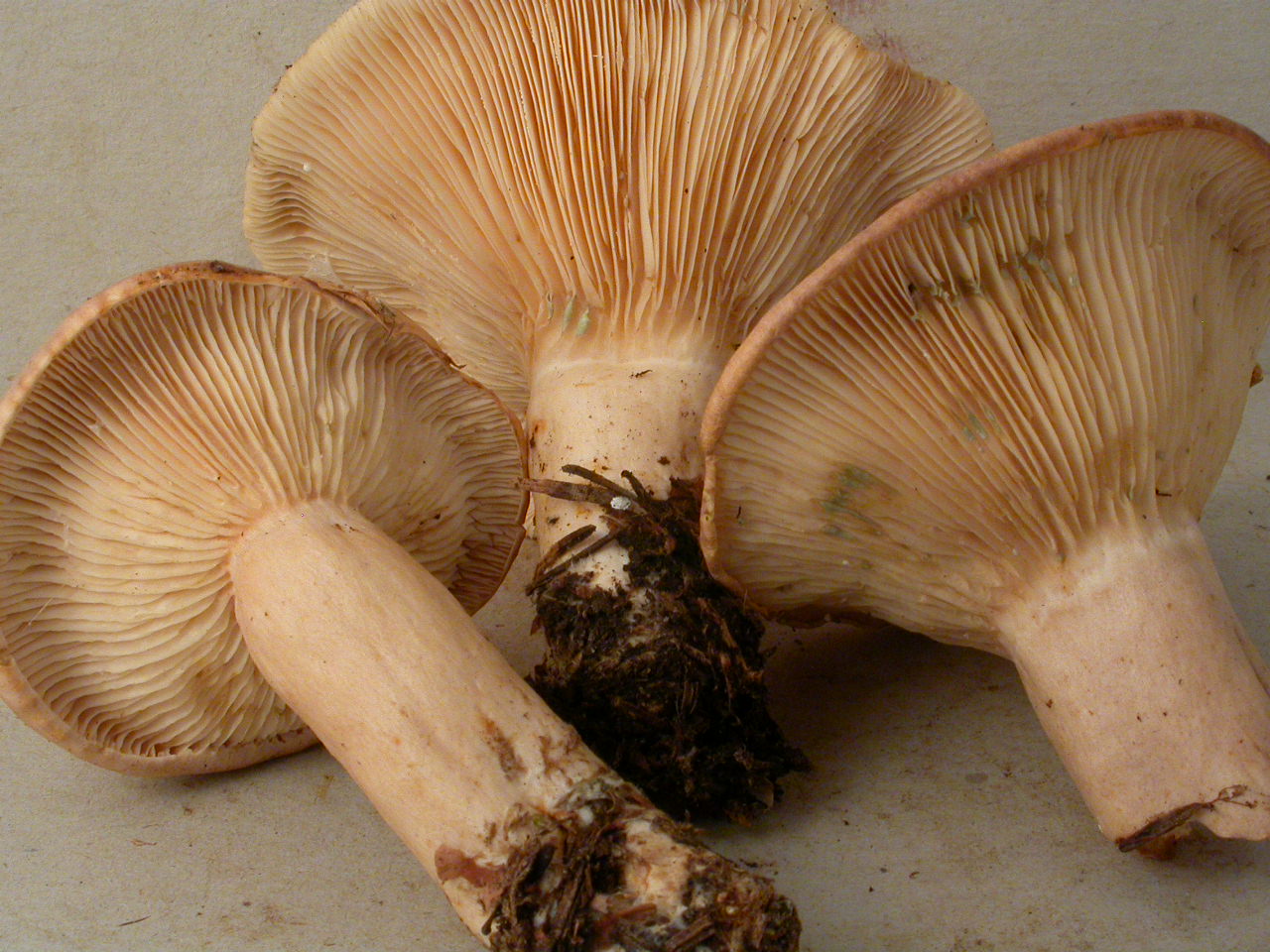 L.trivialis Autrans