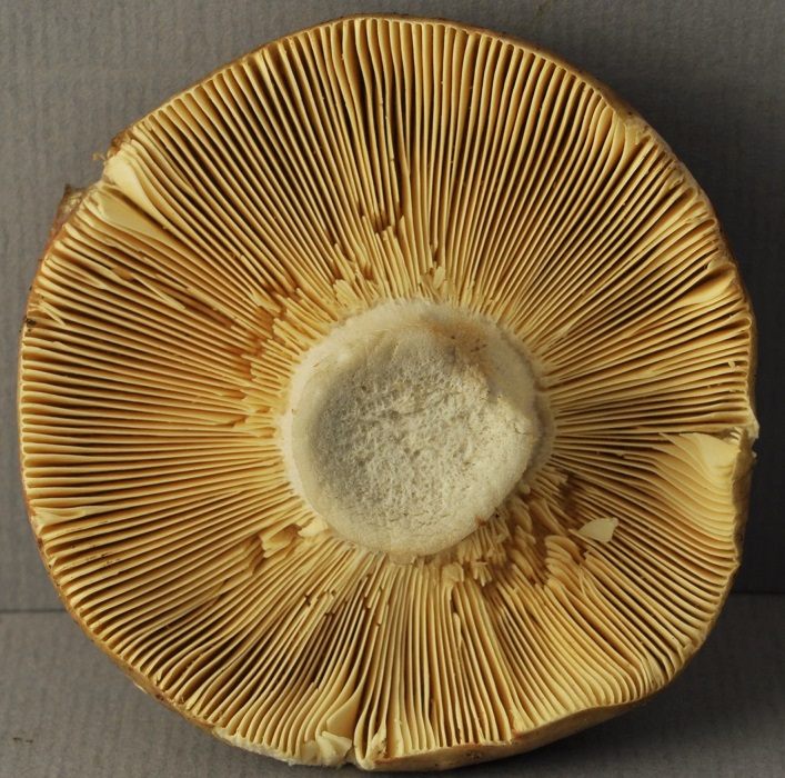 R�colte 21/6/24 St Julien 2830