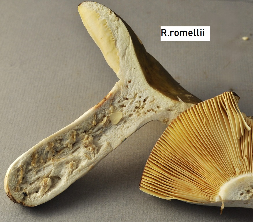 R�colte St Julien 2852 