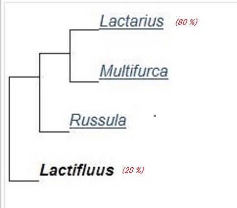 Russulaceae: phylogénie